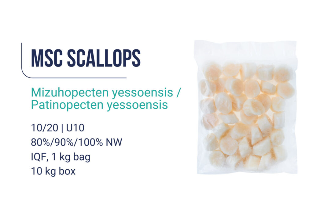 Scallops
