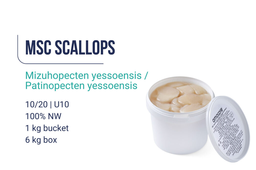 Msc scallops