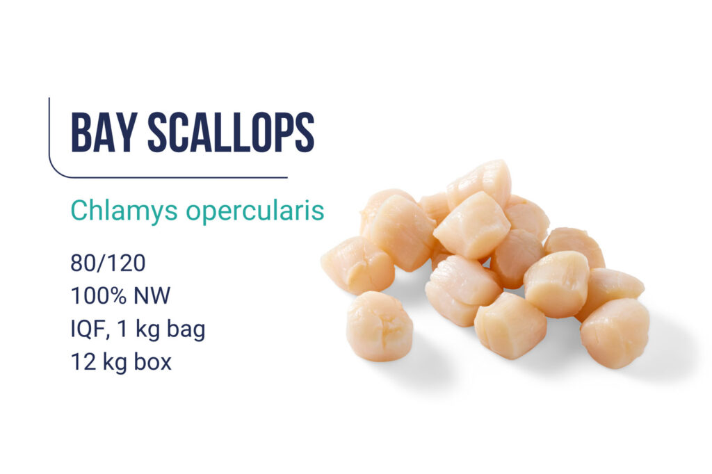 Scallops