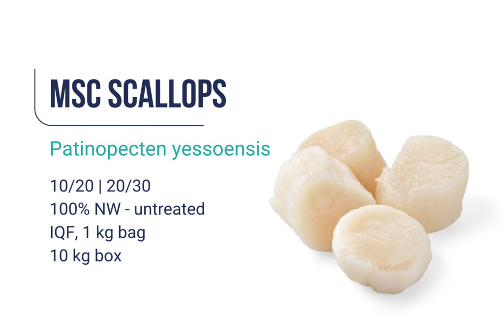 Msc scallops